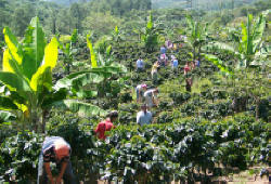 the team digs through the coffee fields on the mountains